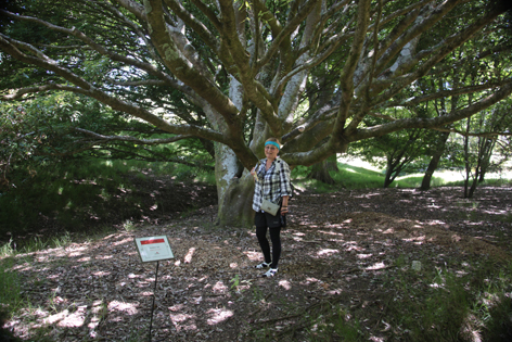 Arboretum_Gisborne_01