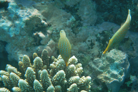 Ha'apai_Sandy_Beach_01