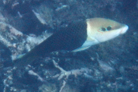 Ha'apai_Sandy_Beach_02