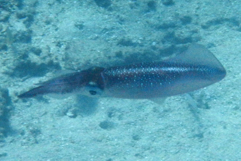 Ha'apai_Sandy_Beach_04