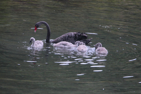Lake_Waikaremoana_04