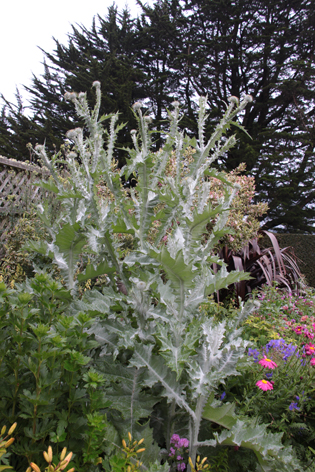 Distel 01