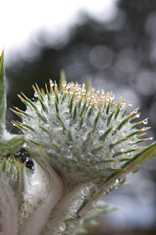 Distel 03