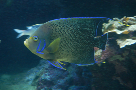 Noumea_Aquarium_01