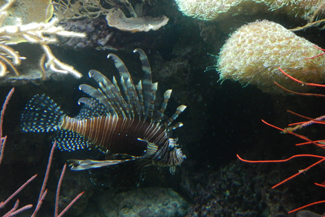 Noumea_Aquarium_02