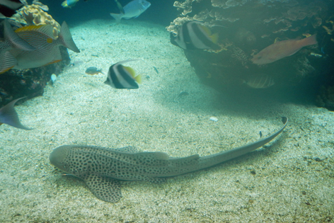 Noumea_Aquarium_03