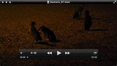 Pinguin Video 01