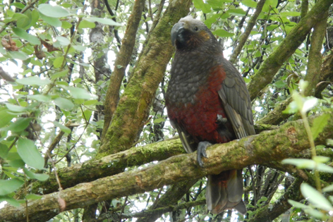 Pukaha_wildlife_centre_03