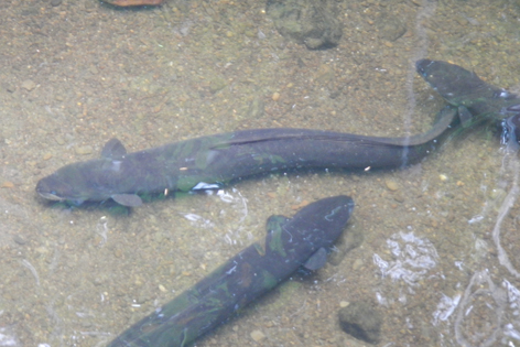 Pukaha_wildlife_centre_04