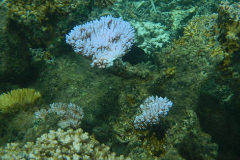 Savaii_Lagoon_Resort_08