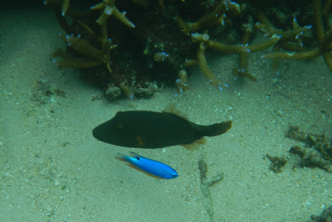 Savaii_Lagoon_Resort_09