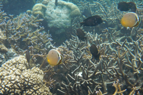 Savaii_Lagoon_Resort_10