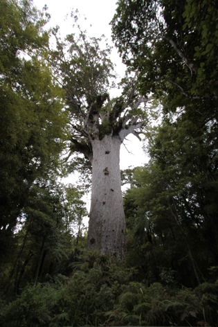 Tane_Mahuta_01
