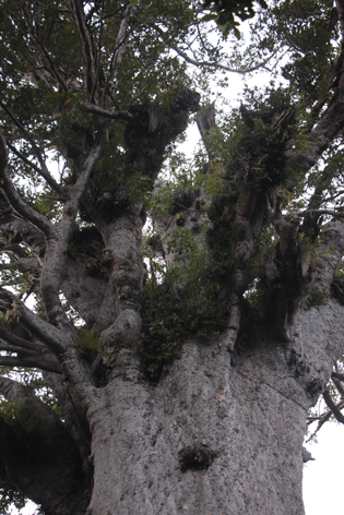 Tane_Mahuta_02
