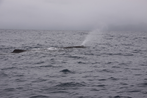 Whale_Watch_04