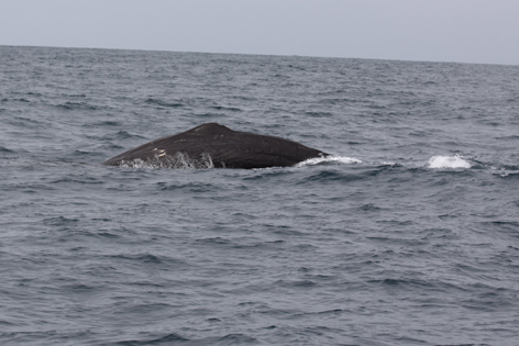 Whale_Watch_05