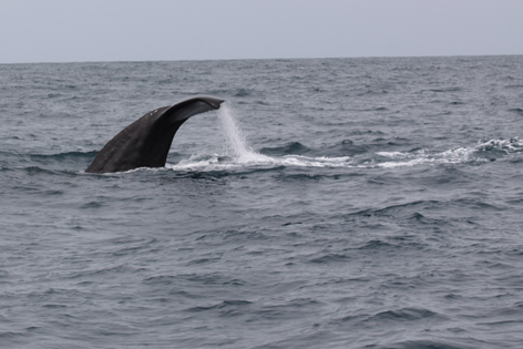 Whale_Watch_06