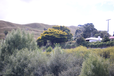 Whanganui_15